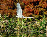 Heron