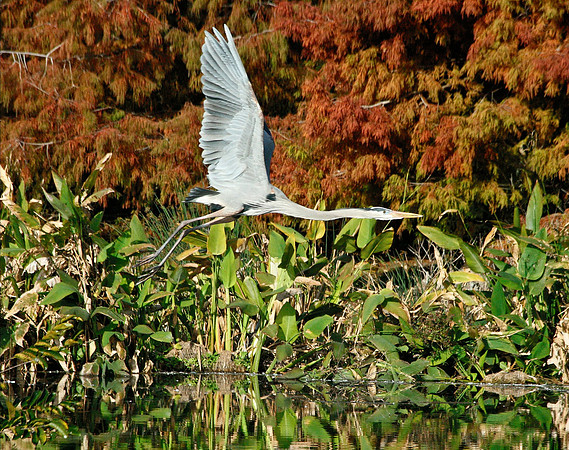 Heron