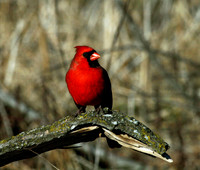 Northern Cardinal