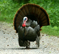 Turkey