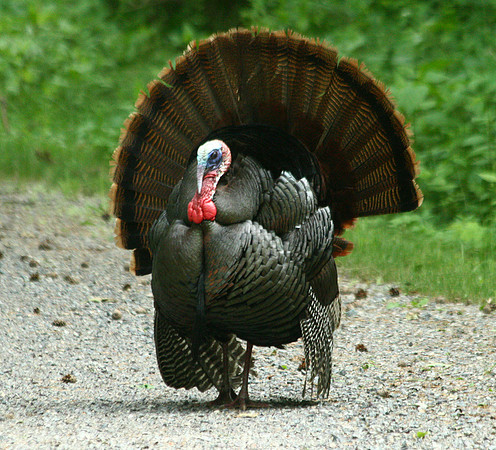 Turkey