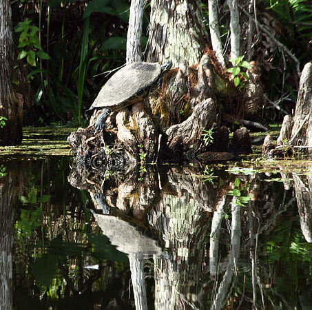 Turtle's Reflection