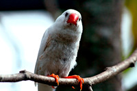 Finch