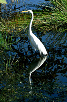 Great Egret