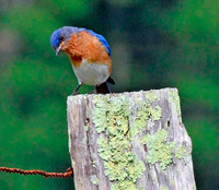 Song Birds