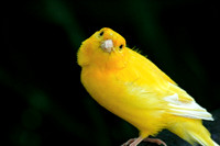 Canary