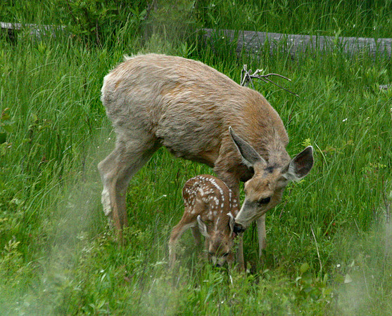 Doe and Fawn - Yellowstone