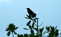 Red Wing Blackbird