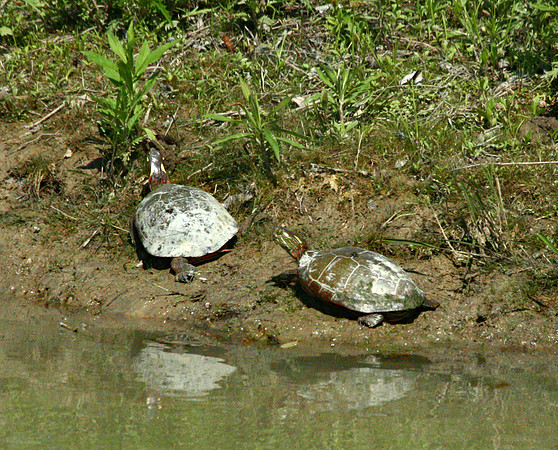 Turtle