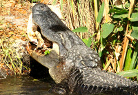 Alligator